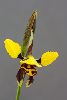 <em>Diuris maculata</em>